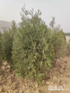 高度300厘米侧柏小苗