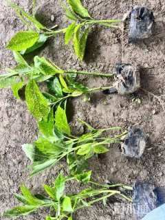 高度30厘米洒金珊瑚