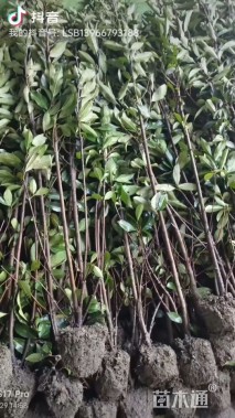 高度200厘米青珊瑚