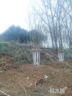 高度600厘米丛生元宝枫