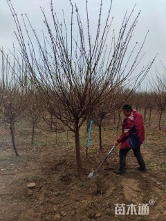 高度260厘米蜡梅