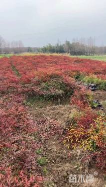 高度30厘米南天竹