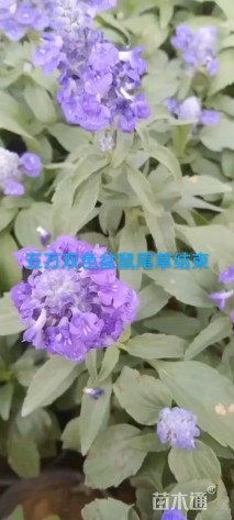 高度30厘米一串蓝