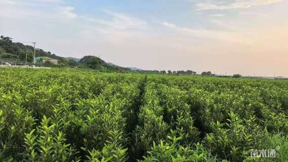 高度80厘米法国冬青