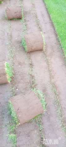 草卷状早熟禾草