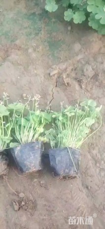 高度15厘米红花酢浆草