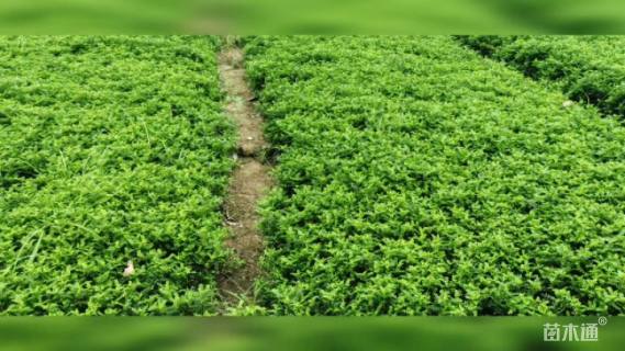 高度15厘米胡椒木