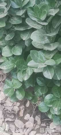 高度150厘米北海道黄杨