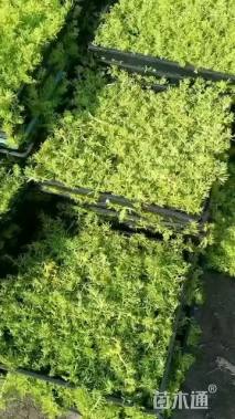 高度10厘米佛甲草