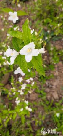 高度150厘米大花溲疏