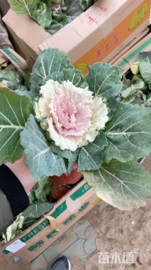 高度30厘米羽衣甘蓝