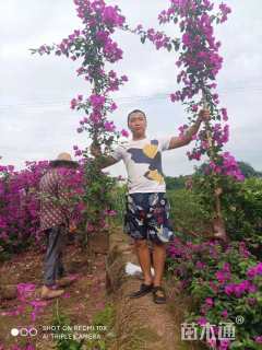 高度100厘米三角梅