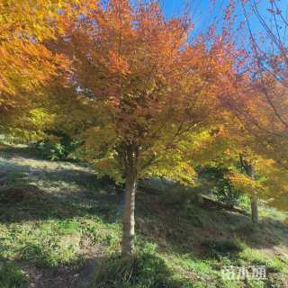 高度350厘米赤枫