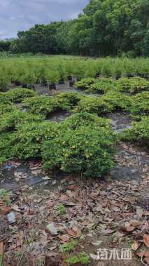 原生苗日本花柏