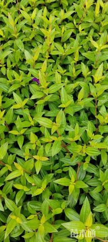 高度35厘米紫牡丹