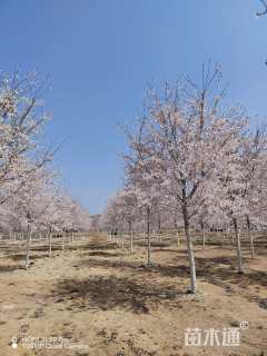 7公分染井吉野樱