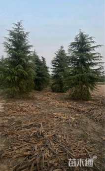 高度700厘米雪松