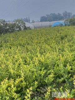 高度25厘米金森女贞