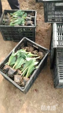 高度30厘米郁金香