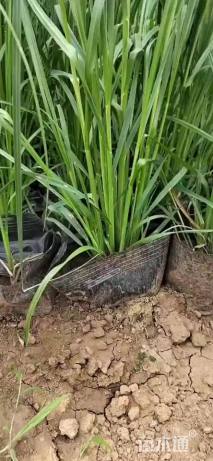 高度25.厘米矮蒲苇