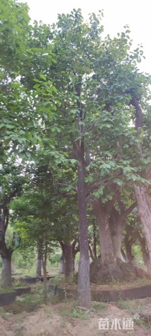 30公分柿树