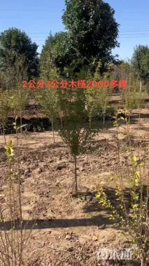 高度250厘米木槿