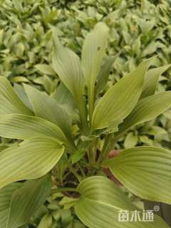 高度20厘米玉簪