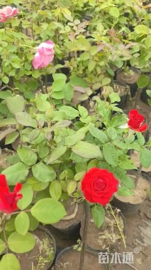 高度40厘米月季