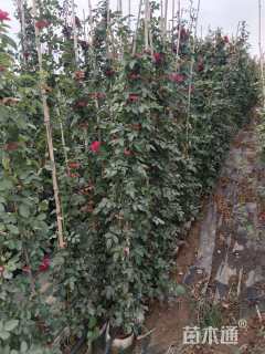 150厘米藤本月季