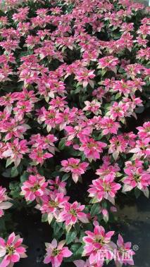 高度35厘米一品红