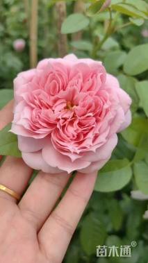 160厘米藤本欧月