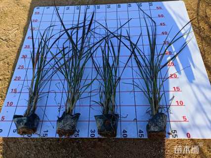 高度30厘米紫叶狼尾草