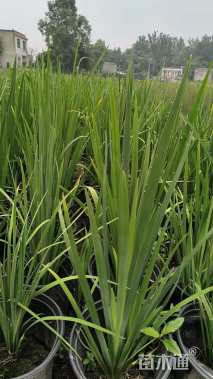 高度25厘米西伯利亚鸢尾