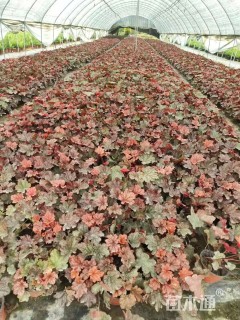 高度15厘米矾根