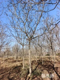 15公分栾树