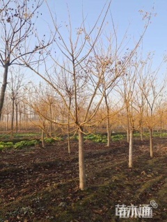 5公分矮接金枝槐