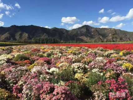 高度10厘米地被菊