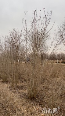 高度300厘米丛生木槿