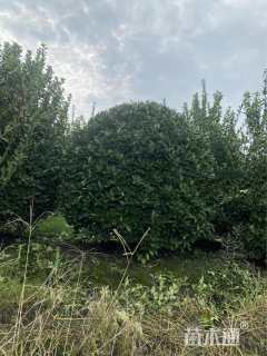 冠幅150厘米大叶黄杨球