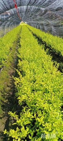 高度30厘米金冠女贞