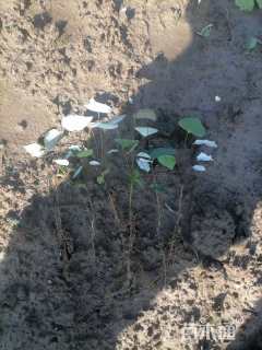 高度30厘米阔叶十大功劳