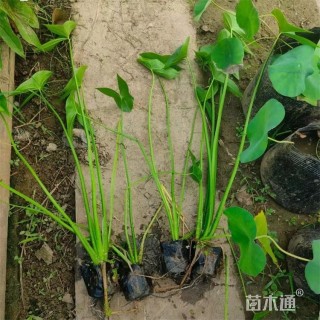 高度40厘米慈姑