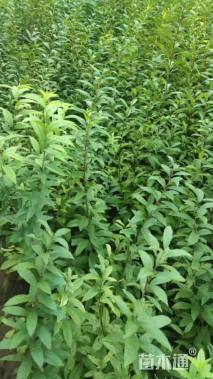 高度70厘米麦李