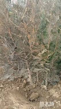 高度80厘米侧柏