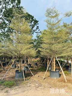 11公分锦叶榄仁