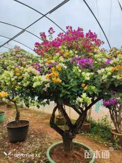 高度60厘米三角梅