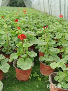 高度15厘米天竺葵