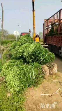 冠幅150厘米卫矛球