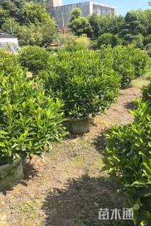 高度100厘米非洲茉莉球