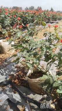 高度35厘米月季